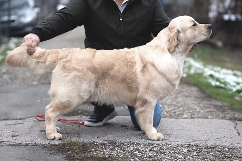 Golden Retriever