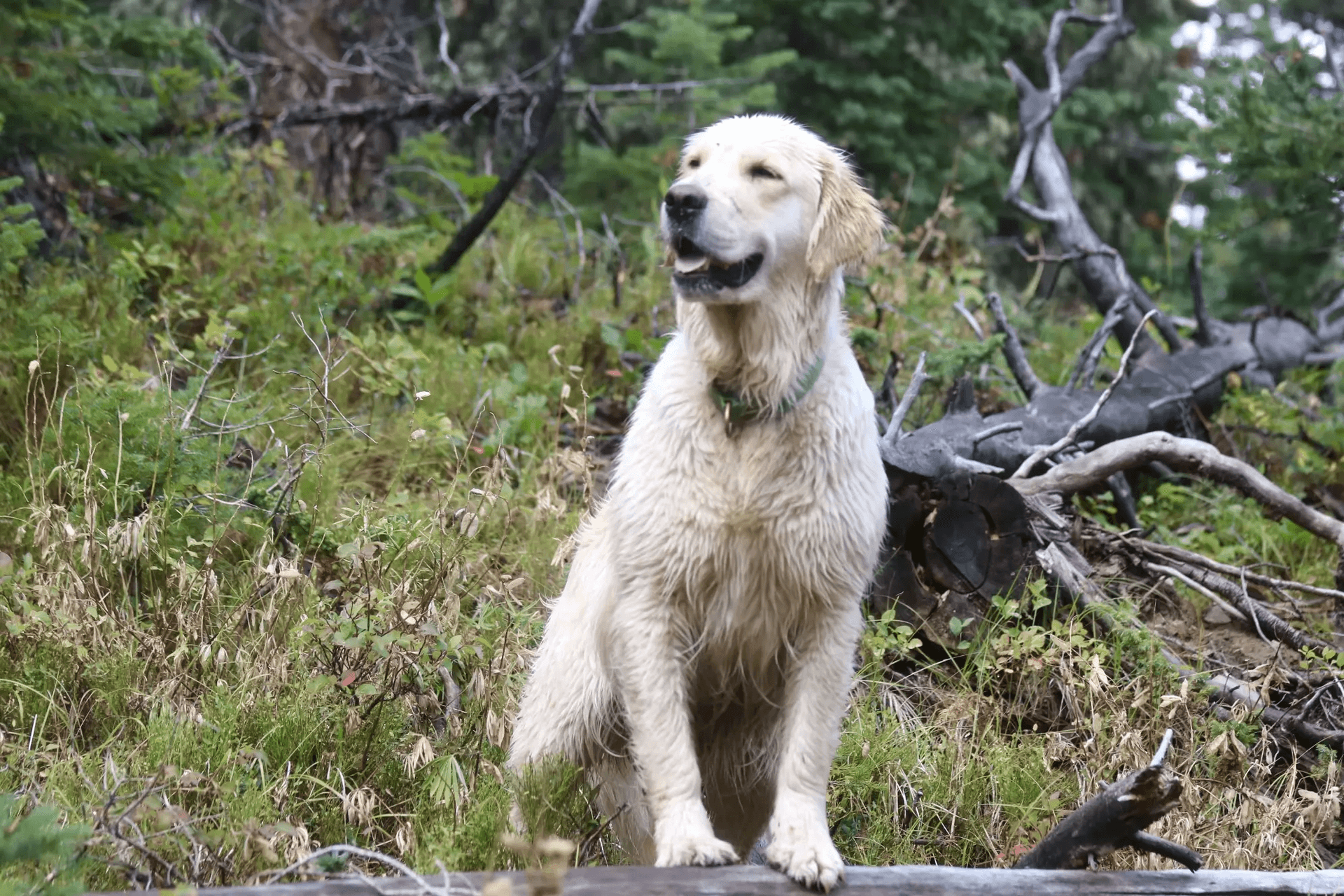 Golden Retriever