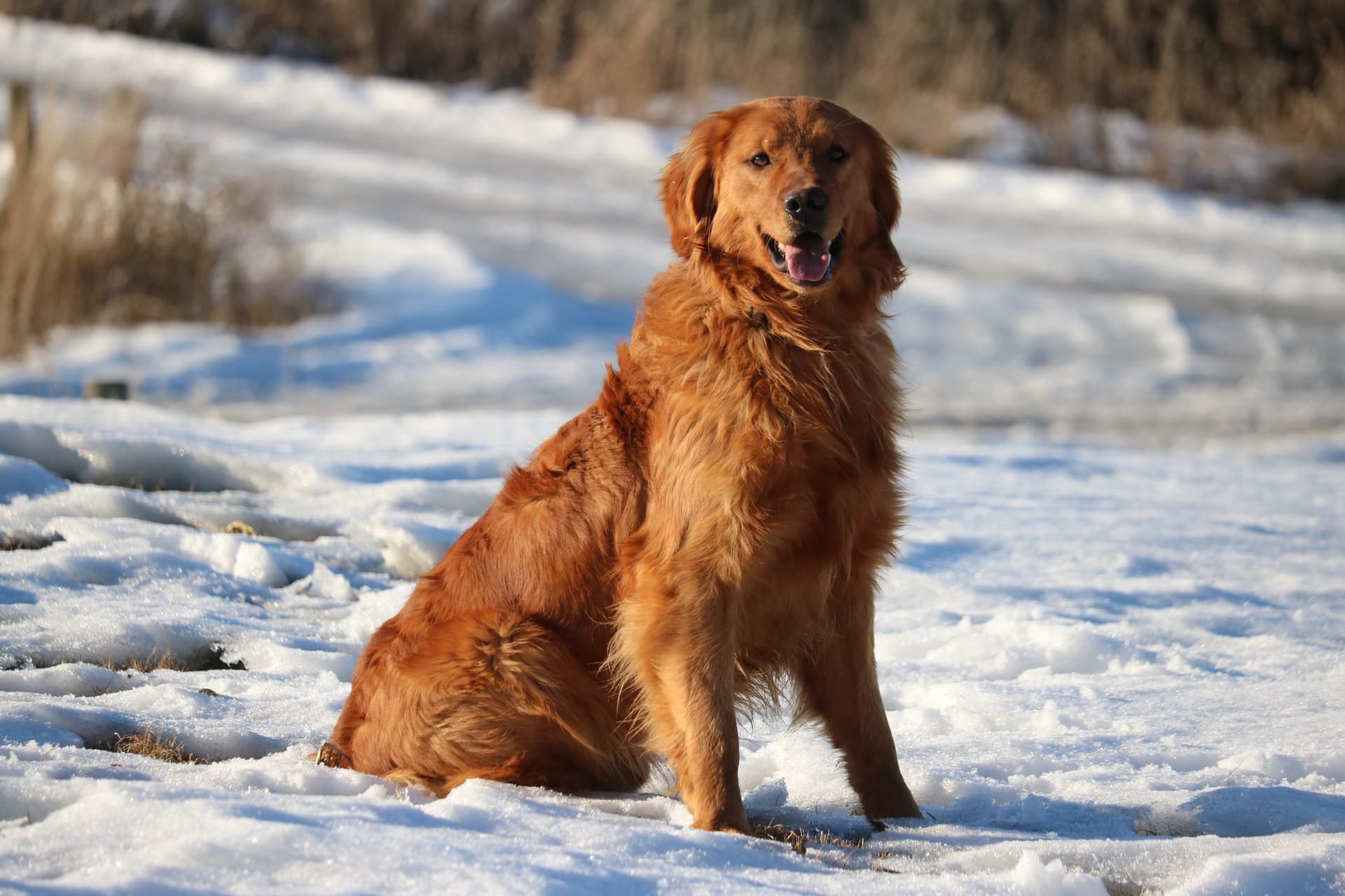 Golden Retriever