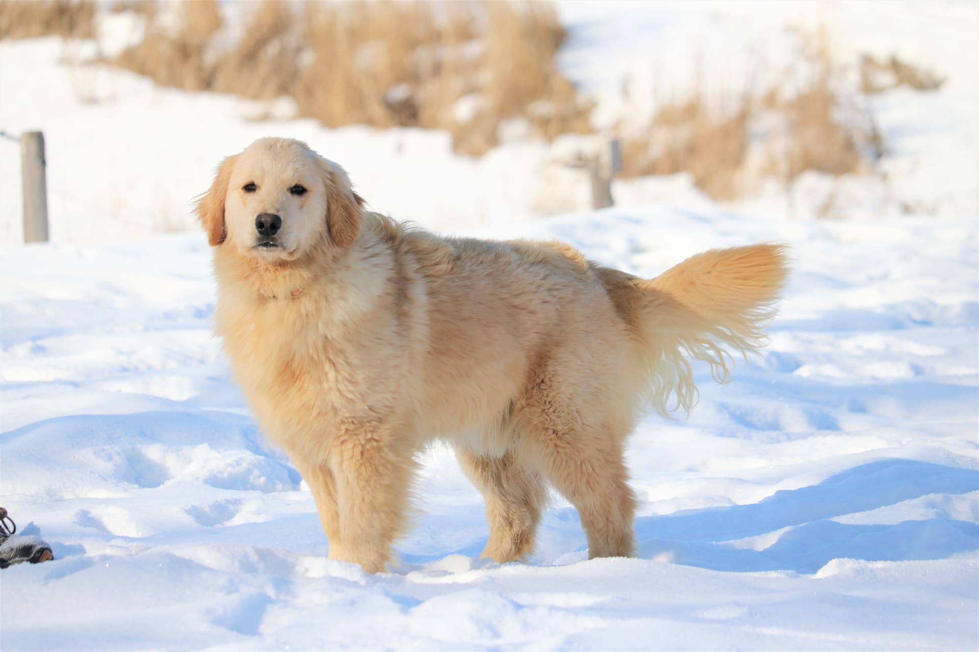 Golden Retriever