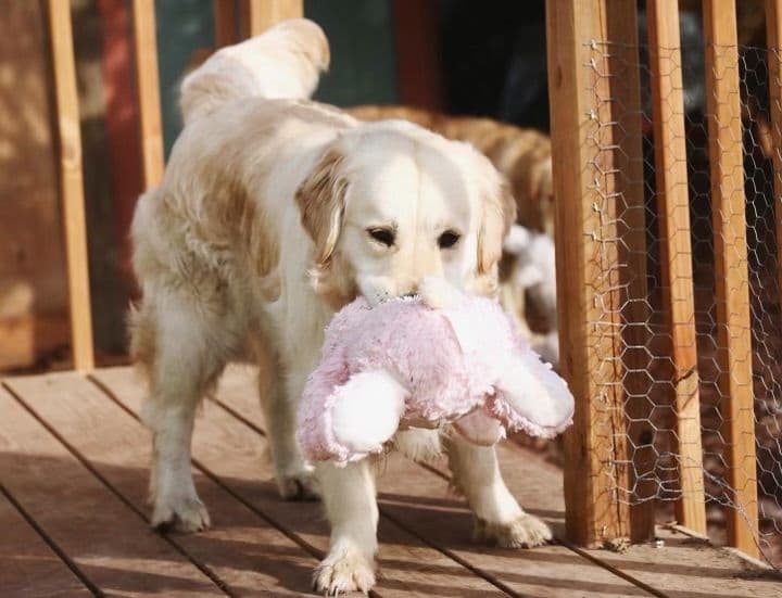 Golden Retriever